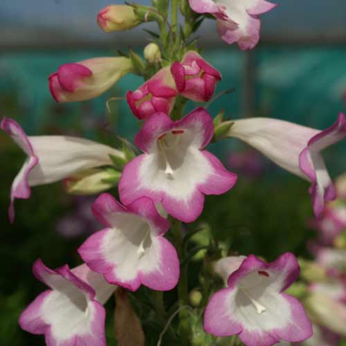 PENSTEMON 'Pensham Laura' PENSTEMON 'Pensham Laura'