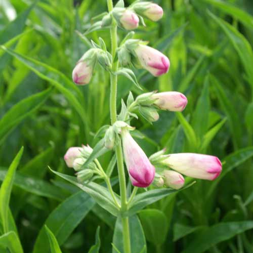 PENSTEMON 'Pensham Laura' PENSTEMON 'Pensham Laura'