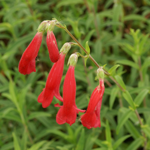 PENSTEMON 'Southgate Gem' PENSTEMON 'Southgate Gem'