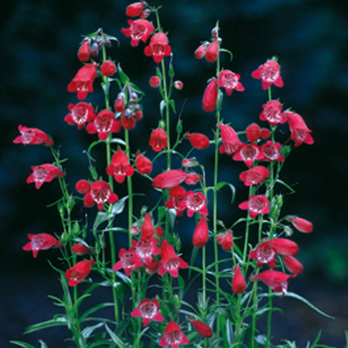 PENSTEMON 'Sunburst Ruby' PENSTEMON 'Sunburst Ruby'