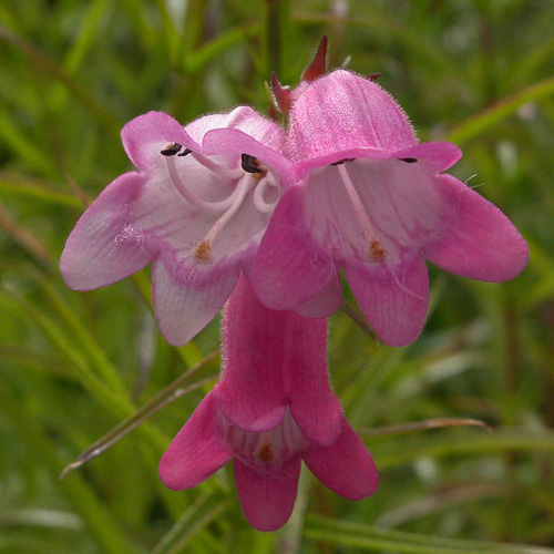 PENSTEMON 'Sunburst Ruby' PENSTEMON 'Sunburst Ruby'