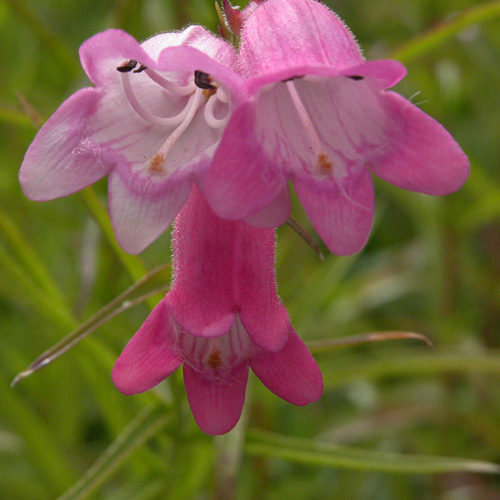 PENSTEMON 'Sunburst Ruby' PENSTEMON 'Sunburst Ruby'