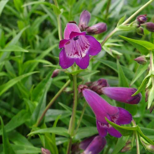 PENSTEMON 'Vesuvius' PENSTEMON 'Vesuvius'