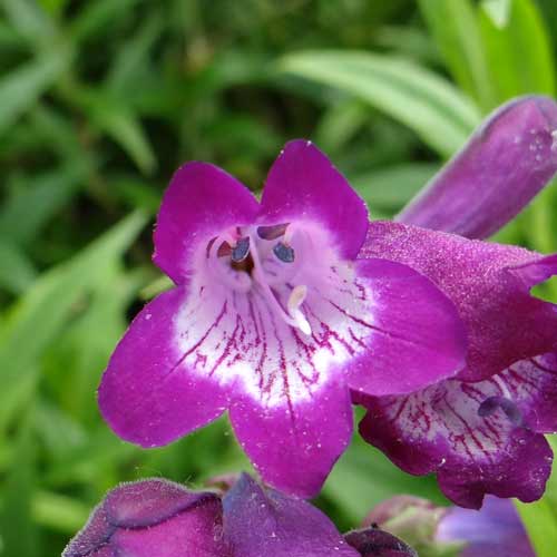 PENSTEMON 'Vesuvius' PENSTEMON 'Vesuvius'