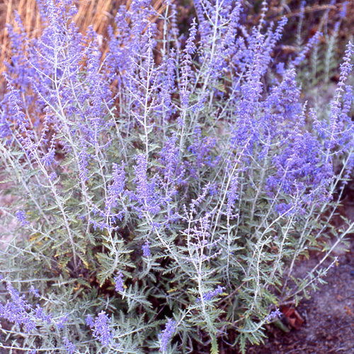 PEROVSKIA abrotanoides PEROVSKIA abrotanoides