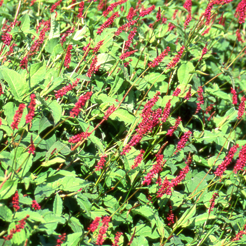 PERSICARIA amplexicaulis 'Firetail' PERSICARIA amplexicaulis 'Firetail'