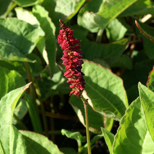PERSICARIA amplexicaulis 'Firetail' PERSICARIA amplexicaulis 'Firetail'