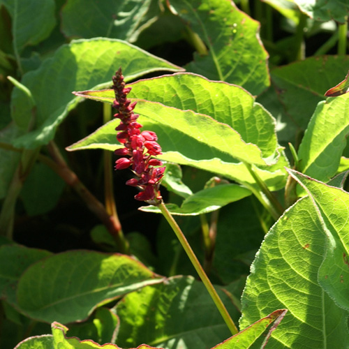 PERSICARIA amplexicaulis 'Speciosa' (Atrosanguine) PERSICARIA amplexicaulis 'Speciosa' (Atrosanguine)