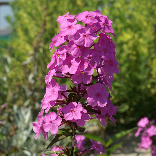 PHLOX 'Alpha' (Maculata Group) PHLOX 'Alpha' (Maculata Group)