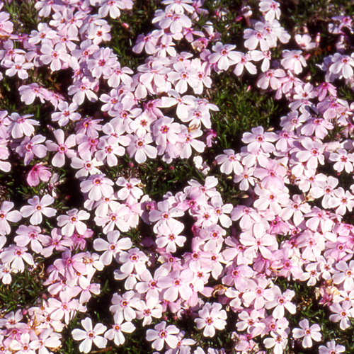 PHLOX 'Coral Eye' (Subulata Group) PHLOX 'Coral Eye' (Subulata Group)