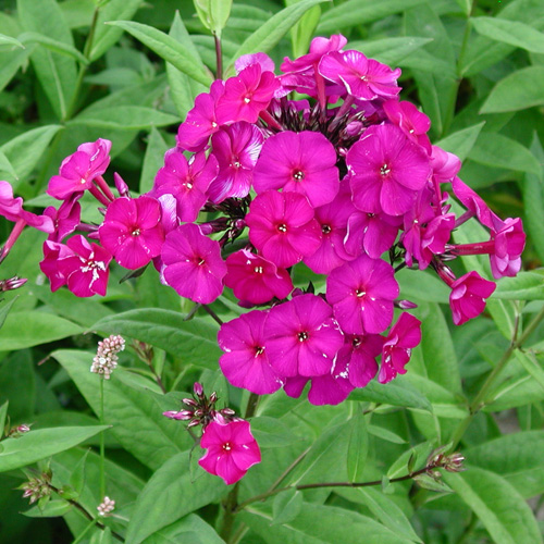 PHLOX 'Düsterlohe' (Paniculata Group) PHLOX 'Düsterlohe' (Paniculata Group)