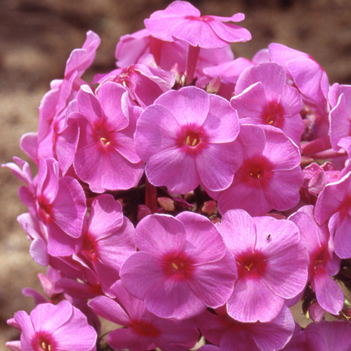 PHLOX 'Eva Cullum' (Paniculata Group) PHLOX 'Eva Cullum' (Paniculata Group)