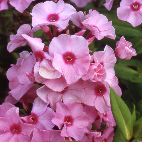 PHLOX 'Flamingo' (Paniculata Group) PHLOX 'Flamingo' (Paniculata Group)