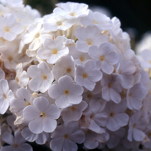PHLOX 'Fujiyama' (Paniculata Group) PHLOX 'Fujiyama' (Paniculata Group)