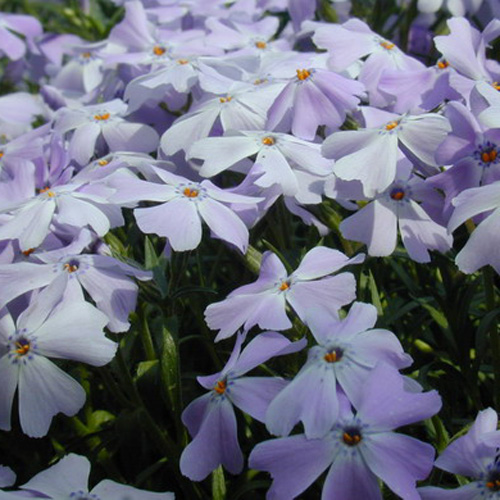 PHLOX 'G.F.Wilson' (Subulata Group) PHLOX 'G.F.Wilson' (Subulata Group)