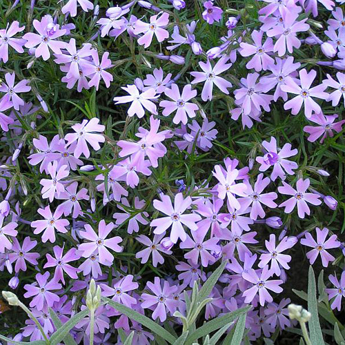PHLOX 'G.F.Wilson' (Subulata Group) PHLOX 'G.F.Wilson' (Subulata Group)