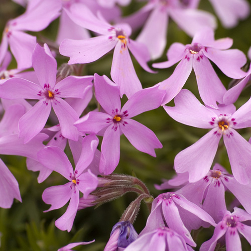 PHLOX 'Moerheimii' (Subulata Group) PHLOX 'Moerheimii' (Subulata Group)