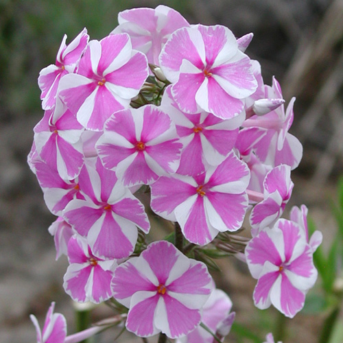 PHLOX 'Natasha' (Maculata Group) PHLOX 'Natasha' (Maculata Group)