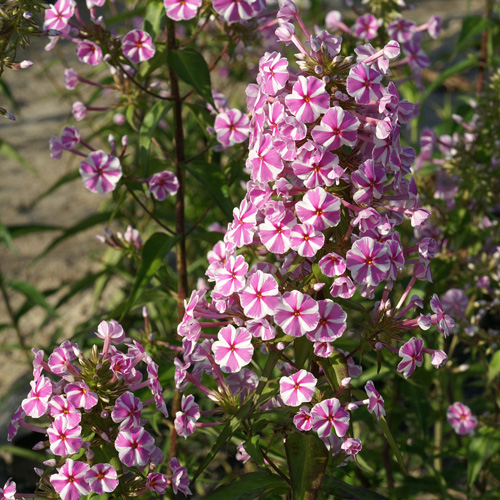 PHLOX 'Natasha' (Maculata Group) PHLOX 'Natasha' (Maculata Group)