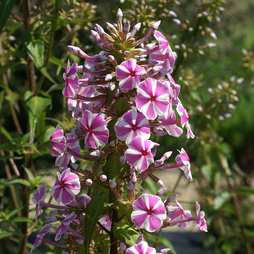 PHLOX 'Natasha' (Maculata Group) PHLOX 'Natasha' (Maculata Group)