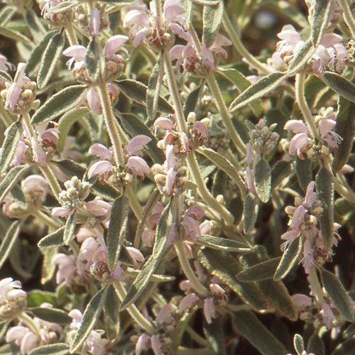 PHLOMIS purpurea ssp. caballeroi
