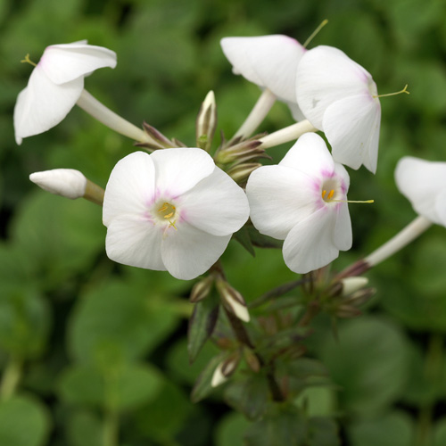 PHLOX 'Schneelawine' (Maculata Group) PHLOX 'Schneelawine' (Maculata Group)