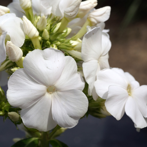 PHLOX 'White Sparr' (Paniculata Group) PHLOX 'White Sparr' (Paniculata Group)