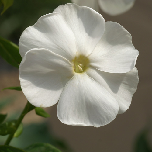 PHLOX 'White Sparr' (Paniculata Group)