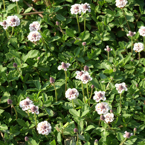 PHYLA nodiflora var. canescens PHYLA nodiflora var. canescens