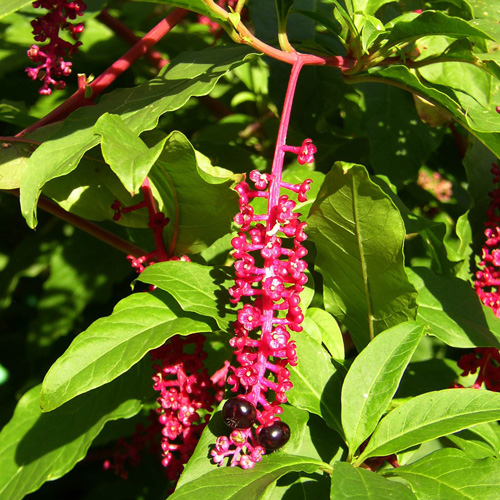 Plantes Vivaces PHYTOLACCA americana (decandra) Raisin d'Amérique Raisin d'ours en vente Plantes Vivaces PHYTOLACCA americana (decandra) Raisin d'Amérique Raisin d'ours en vente