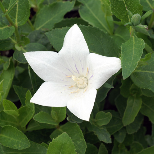 PLATYCODON grandiflorus 'Fairy Snow' PLATYCODON grandiflorus 'Fairy Snow'