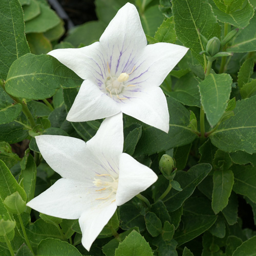 PLATYCODON grandiflorus 'Fairy Snow' PLATYCODON grandiflorus 'Fairy Snow'