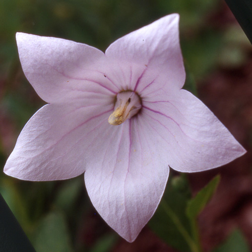 PLATYCODON grandiflorus 'Perlmutterschale' PLATYCODON grandiflorus 'Perlmutterschale'