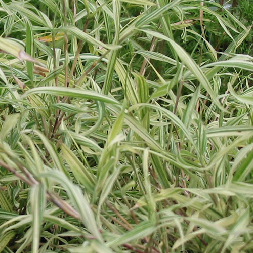 PLEIOBLASTUS chino 'Elegantissimus' PLEIOBLASTUS chino 'Elegantissimus'