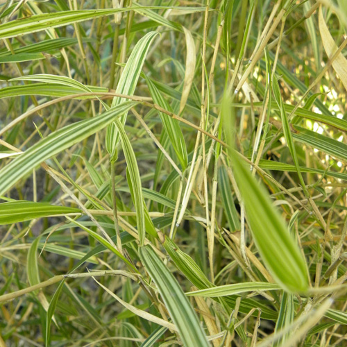 PLEIOBLASTUS chino 'Elegantissimus' PLEIOBLASTUS chino 'Elegantissimus'