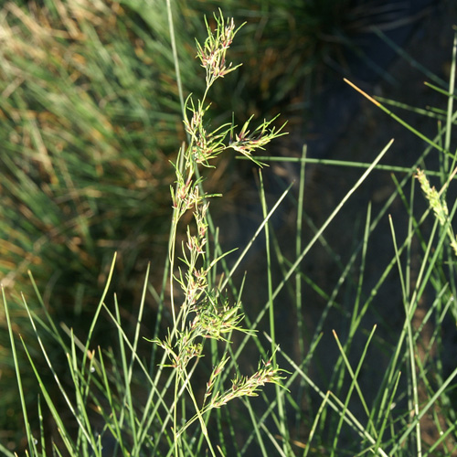 POA labillardieri POA labillardieri