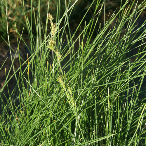 POA labillardieri POA labillardieri
