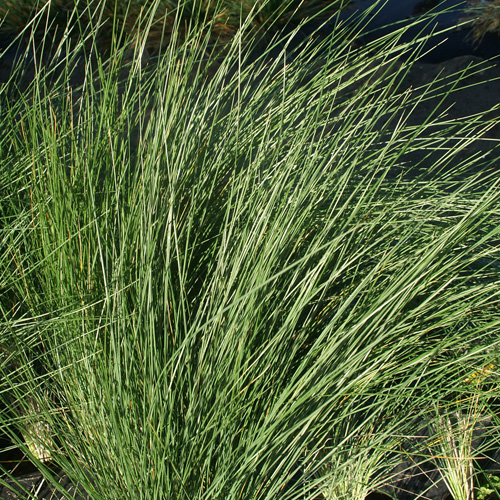 POA labillardieri POA labillardieri