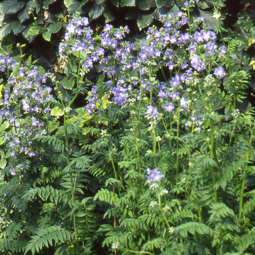 POLEMONIUM caeruleum POLEMONIUM caeruleum