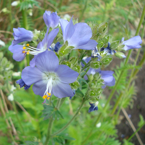 POLEMONIUM caeruleum POLEMONIUM caeruleum