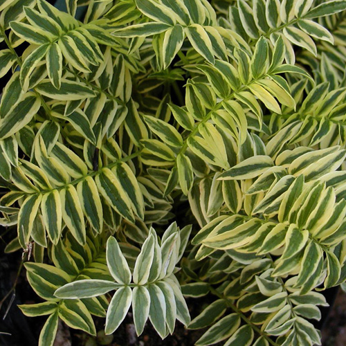 POLEMONIUM caeruleum 'Blanjou' ® (Brise d'Anjou) POLEMONIUM caeruleum 'Blanjou' ® (Brise d'Anjou)