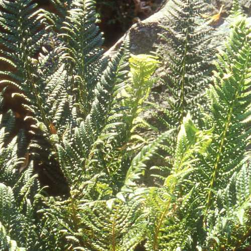 POLYSTICHUM aculeatum POLYSTICHUM aculeatum