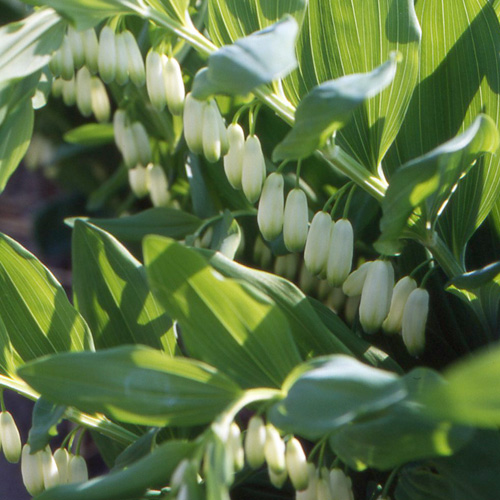 POLYGONATUM multiflorum POLYGONATUM multiflorum