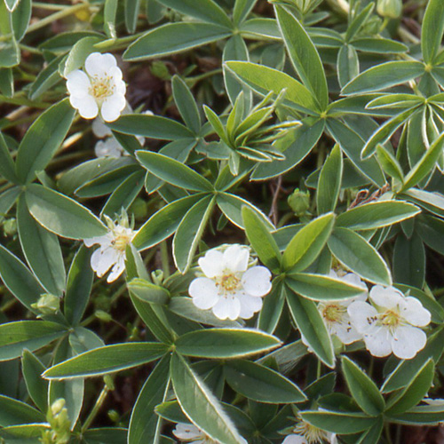POTENTILLA alba POTENTILLA alba