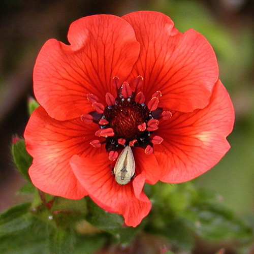 POTENTILLA atrosanguinea POTENTILLA atrosanguinea