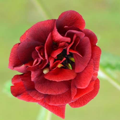 POTENTILLA 'Flamboyant' POTENTILLA 'Flamboyant'
