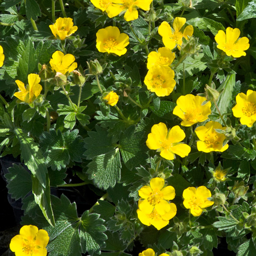 POTENTILLA megalantha POTENTILLA megalantha