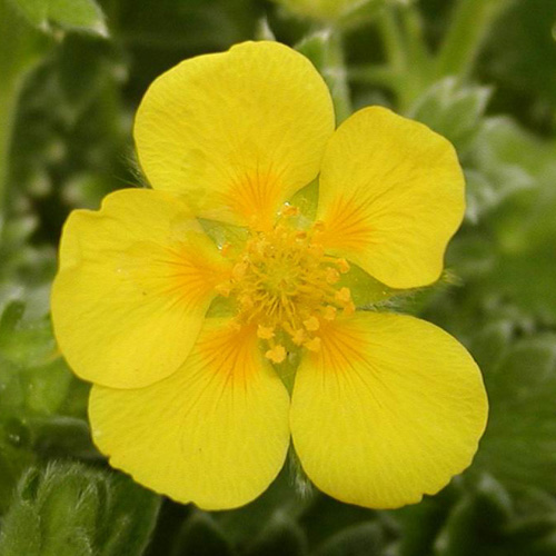 POTENTILLA megalantha POTENTILLA megalantha