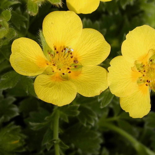 POTENTILLA megalantha POTENTILLA megalantha
