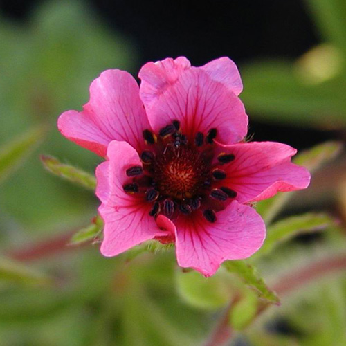 POTENTILLA nepalensis 'Miss Willmott' POTENTILLA nepalensis 'Miss Willmott'